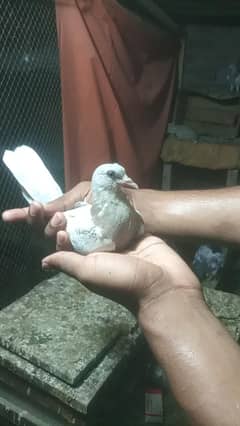 baby low flayer kabootar pegion