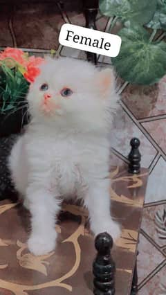 fluffy