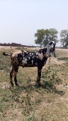 Sehatmand Barka (Male Goat) for Sale – Ready for Qurbani
