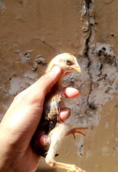 Lakhii