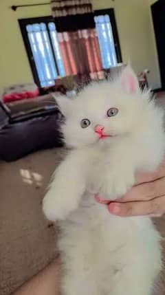 persian kitten for urgent sale My WhatsApp 0309/7996174