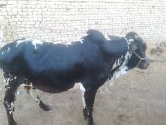 bail fare sale urgent qurbani ke liye WhatsApp number +92 326 6042625
