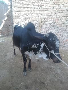 bail fare sale urgent qurbani ke liye WhatsApp number +92 326 6042625