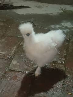 Silkie