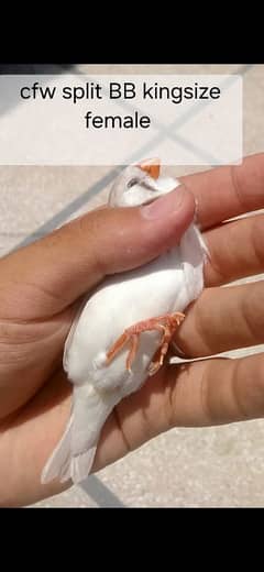 mutation