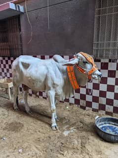 Cow/Bachra