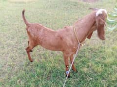 bakra for sale