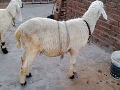 chatra, kajla, bakra