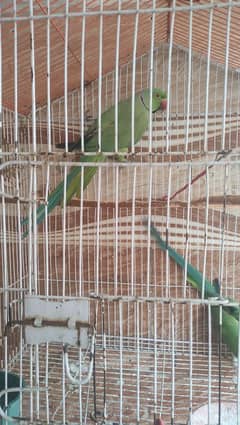 Parrot