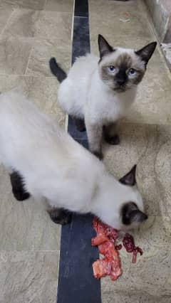ragdoll breed
