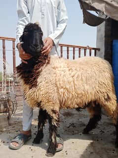 chatra and Mundra . . for qurbani. .