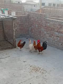 Desi murgiya or murga