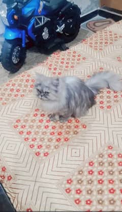 Cat for sale age 5 month fully vaccinated