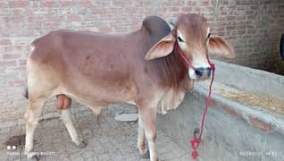 Bachra