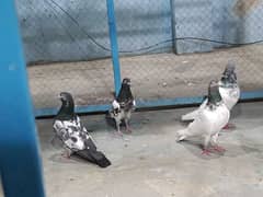 pigeon