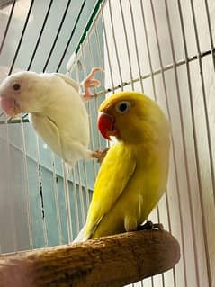 decino into albino red eye lovebirds