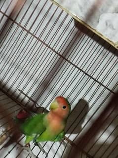 Budgie