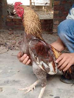 murgi