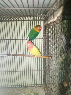 Love Bird For Sale In Reasonable Price