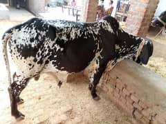 bail fare sale urgent qurbani ke liye my WhatsApp number 03267483108