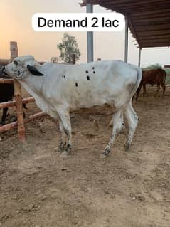 Qurbani