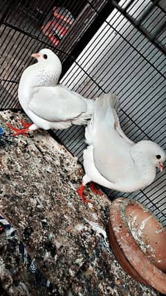 bhtt achi quality ma barider pair magpai