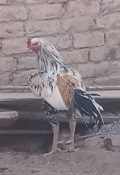 aseel