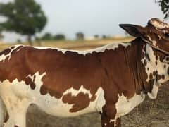 qurbani ky liy
