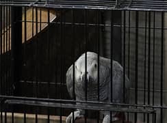 African Grey Parrot Male Breeder