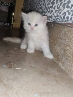Persian