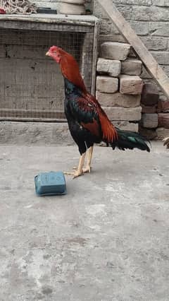 aseel