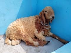 Sheep