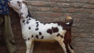 bakra /male goat for qurbani reasonable healthy