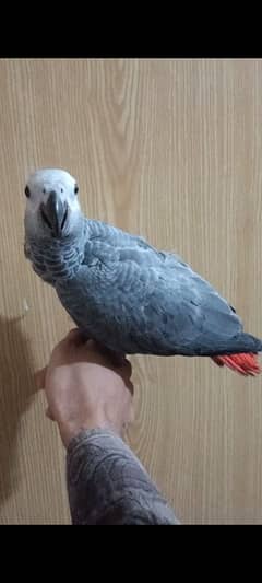 African Grey Parrot Self Chick Available For Sale