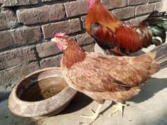 pure Desi pair (kurak)