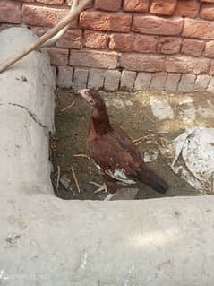 Aseel Mianwali Madi zero size . aseel sindhi pathi or  Desi Hen For sle