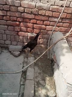 Aseel