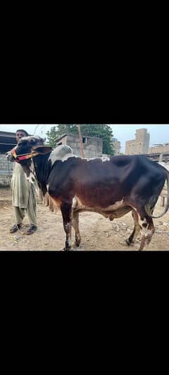cow sale for qurbani