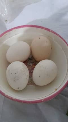 Aseel eeg mix ha murga murgi ki pics mil jay gi