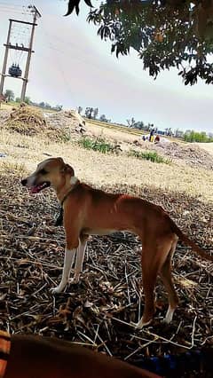 for sale dog