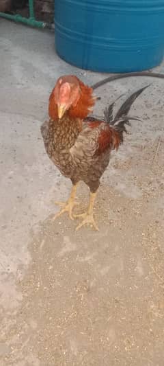 aseel