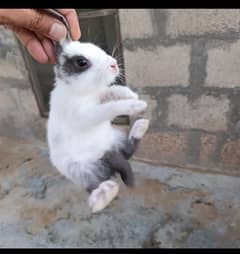 Rabbit Bunnies for Sale