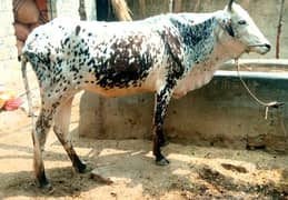 Cow for sale for qurbani 03125173572