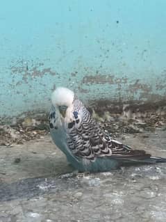 exhibition budgies 2 male