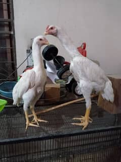 German o shamo tope quality for sale