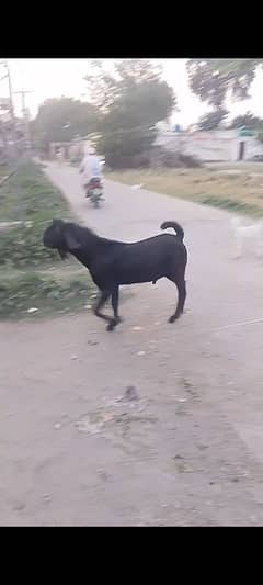 Bakra