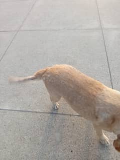 Labrador up for sale