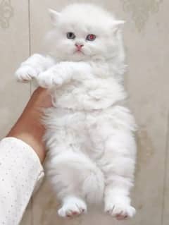 persian