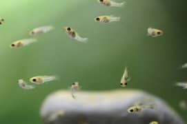 Guppy