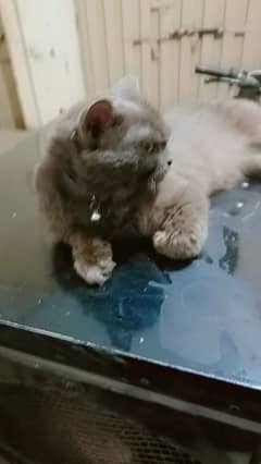 persian Cat Male
